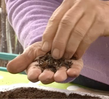 såing av blomsterfrø såing av blomsterfrø